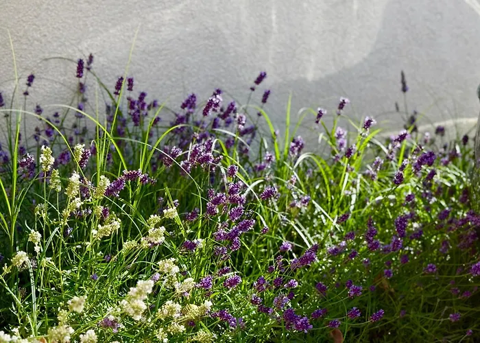 Gościnne Plażowa 3* Jastarnia